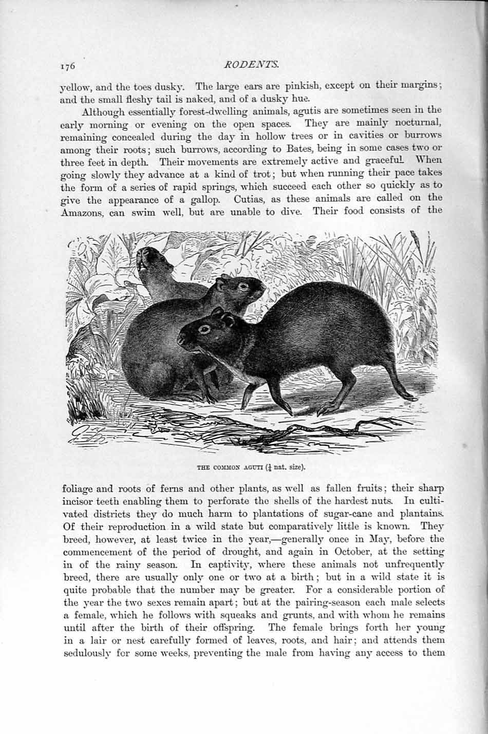 Original Old Antique Print Natural History 1894-95 Common Aguti Rodent 19th