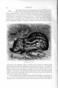 Original Old Antique Print Natural History 1894-95 Paca Rodent Animal Victorian