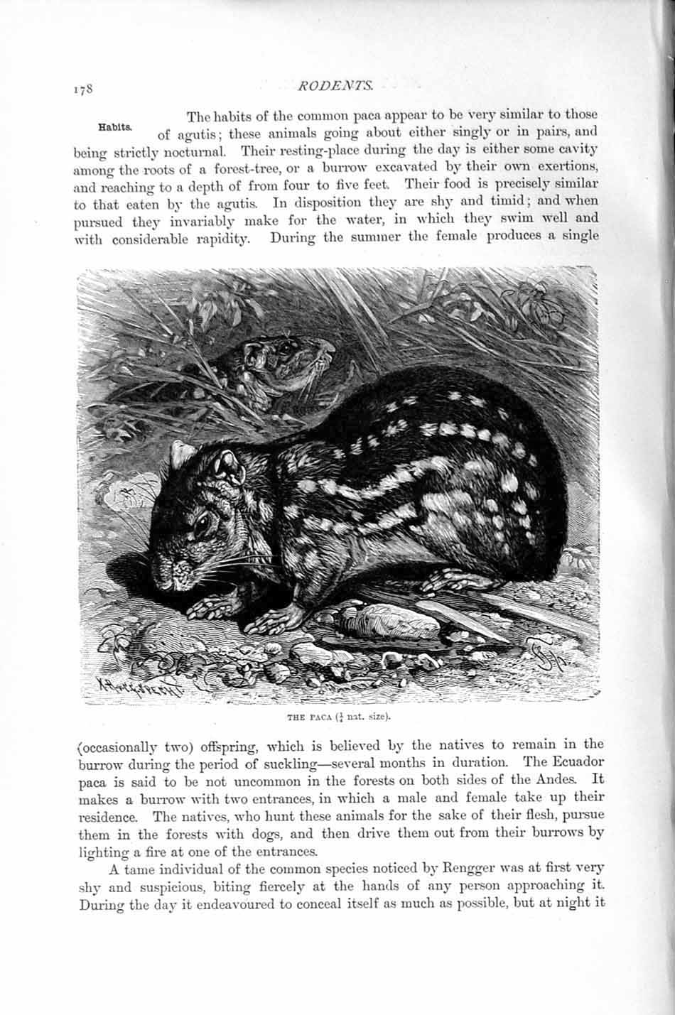 Original Old Antique Print Natural History 1894-95 Paca Rodent Animal Victorian