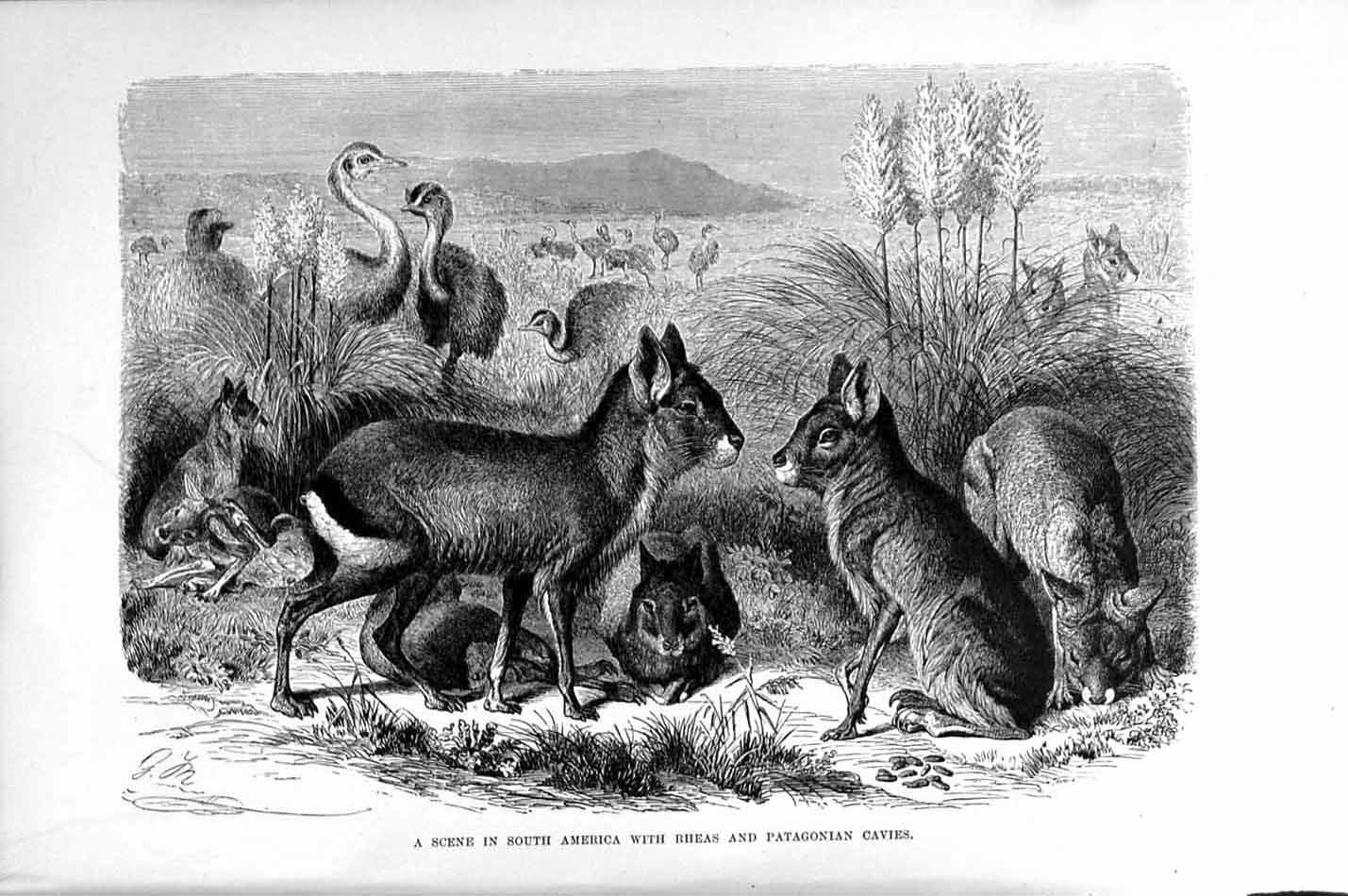 Old Antique Print Natural History 1894-95 America Rheas Patagonian Cavies 19th