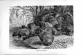 Original Old Antique Print Natural History 1894-95 Herd Carpinchos Animals 19th