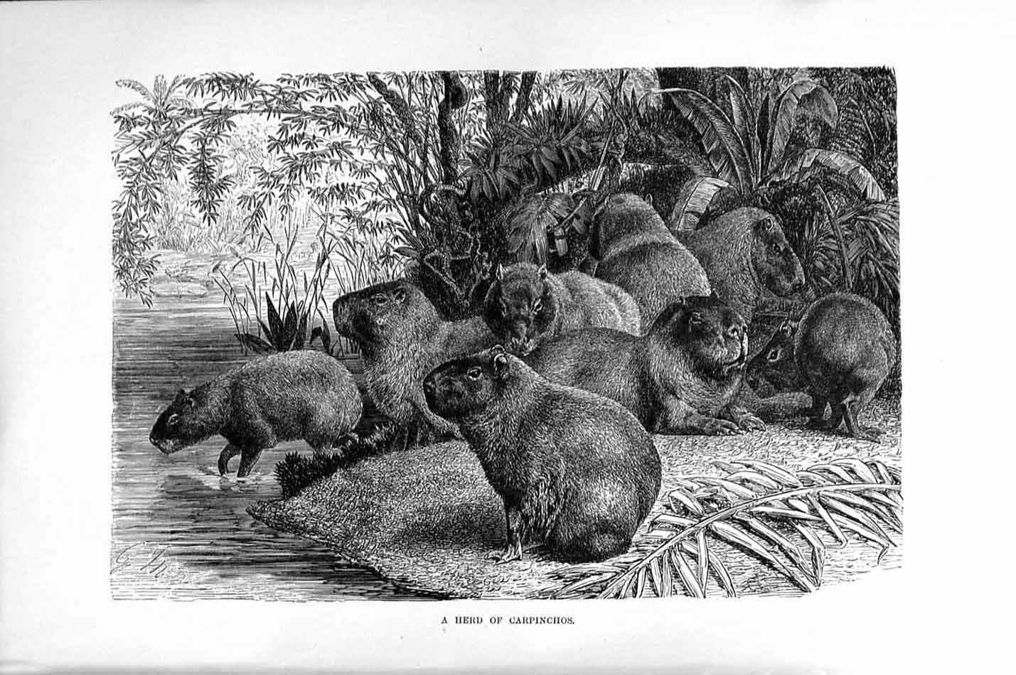 Original Old Antique Print Natural History 1894-95 Herd Carpinchos Animals 19th