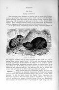 Original Old Antique Print Siberian Pica Rodent Natural History 1894-95 19th
