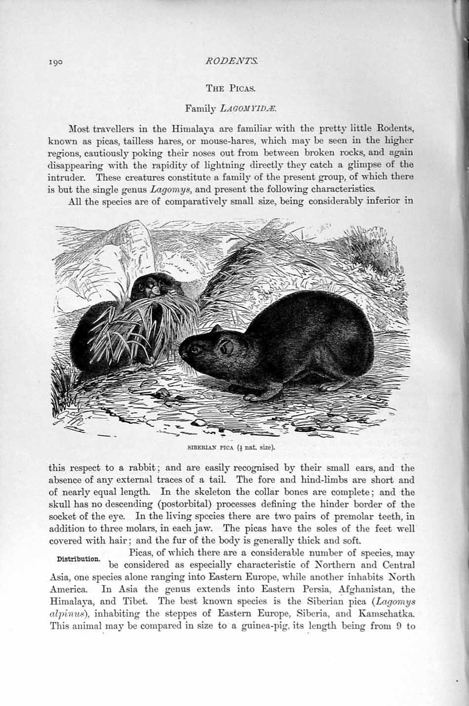 Original Old Antique Print Siberian Pica Rodent Natural History 1894-95 19th