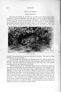 Original Old Antique Print Natural History 1894-95 Hare Leporidae Rodent 19th