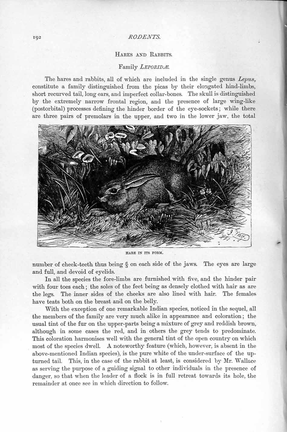 Original Old Antique Print Natural History 1894-95 Hare Leporidae Rodent 19th