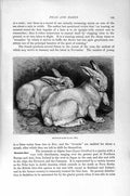 Original Old Antique Print Mountain Hare Natural History 1894-95 Animal 19th