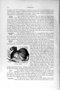 Original Old Antique Print Lop-Eared Rabbit Rodent Natural History 1894-95 19th