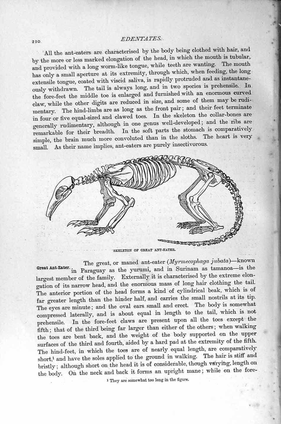 Original Old Antique Print Skeleton Great Ant-Eater Natural History 1894-95