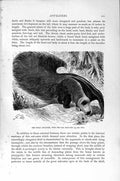 Original Old Antique Print Natural History 1894-95 Great Ant-Eater Animal 19th