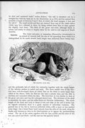 Original Old Antique Print Natural History 1894-95 Ant-Eaters Tamandua Two-Toed
