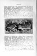 Original Old Antique Print Natural History 1894-95 Pichiciago Edentates 19th