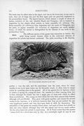Original Old Antique Print Natural History 1894-95 Weasel-Headed Armadillo 19th