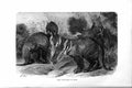 Original Old Antique Print Natural History 1894-95 Cape Aard-Varks Amimals 19th