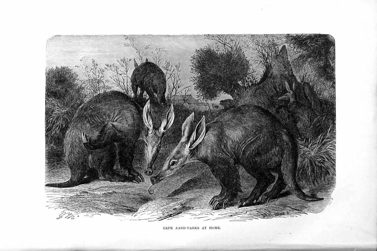 Original Old Antique Print Natural History 1894-95 Cape Aard-Varks Amimals 19th
