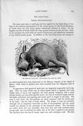 Original Old Antique Print Natural History 1894-95 Ethiopian Ard-Vark Animal