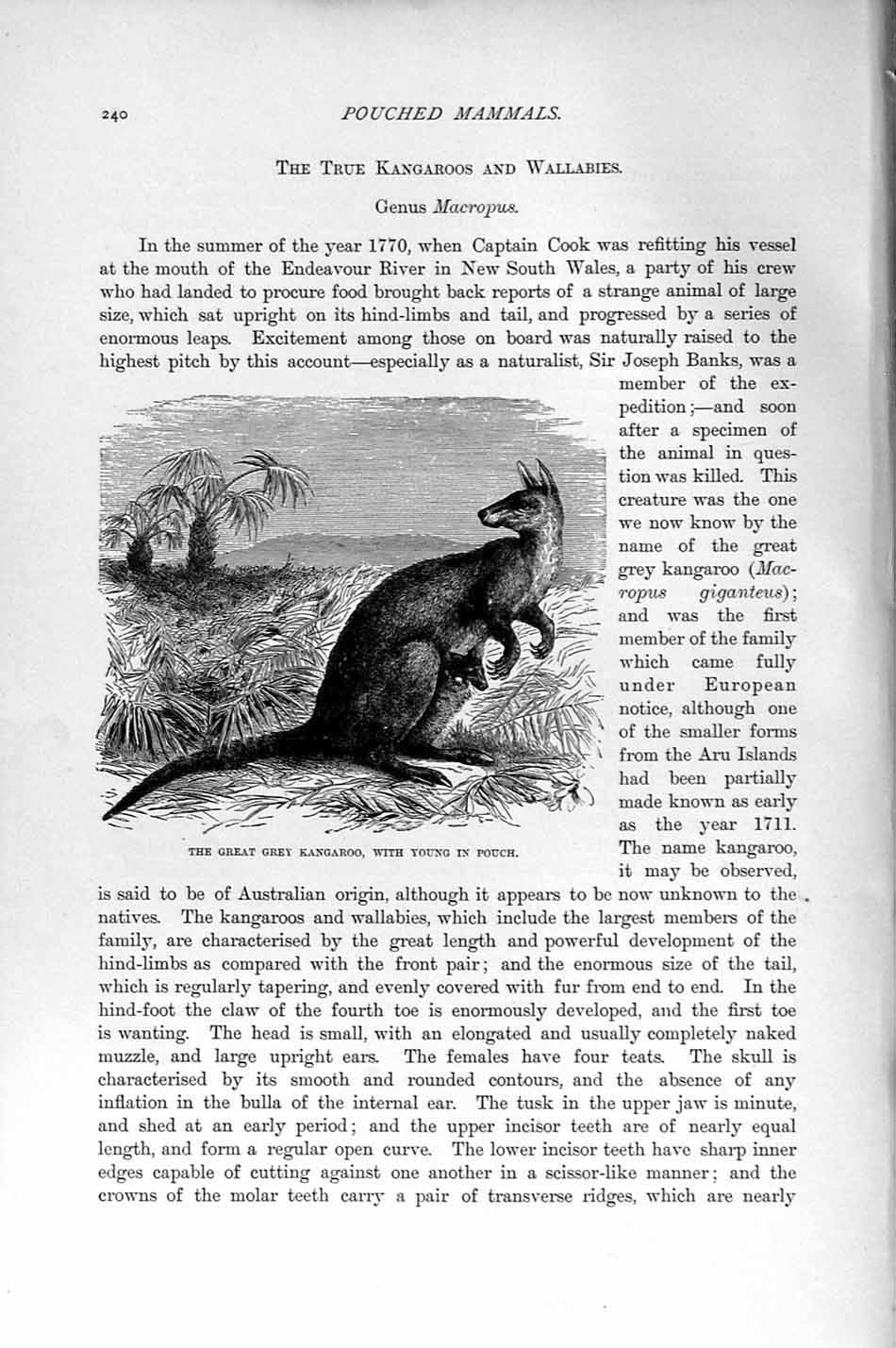 Original Old Antique Print Natural History 1894-95 Great Grey Kangaroo Mammal