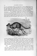 Original Old Antique Print Padamelon Wallaby Mammals Natural History 1894-95