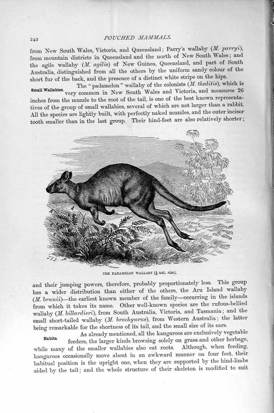 Original Old Antique Print Padamelon Wallaby Mammals Natural History 1894-95