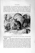 Old Antique Print Natural History 1894-95 Yellow-Footed Rock Wallaby Hare 19th