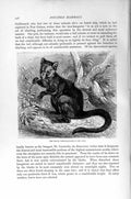 Original Old Antique Print Natural History 1894-95 Black Tree Kangaroo Mammal
