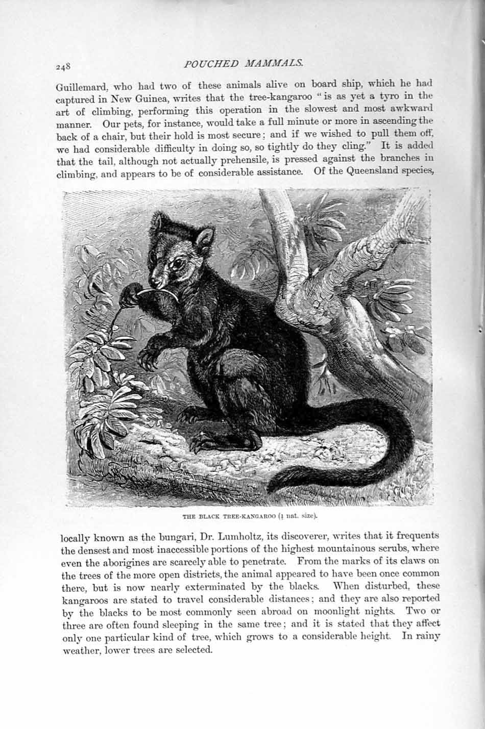 Original Old Antique Print Natural History 1894-95 Black Tree Kangaroo Mammal