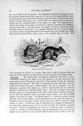 Original Old Antique Print Natural History 1894-95 Common Rat-Kangaroo Mammal