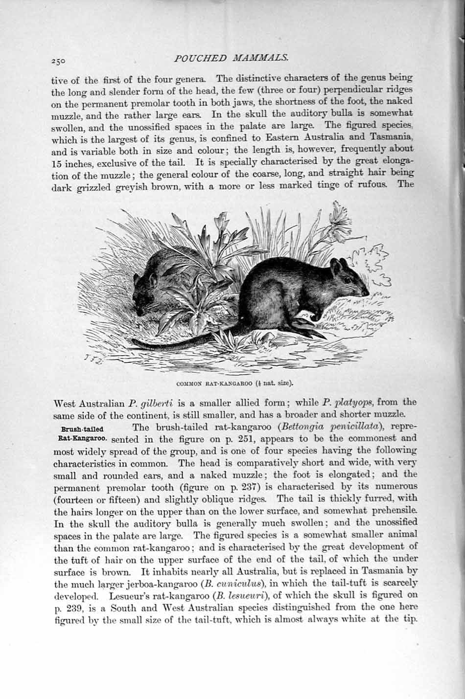 Original Old Antique Print Natural History 1894-95 Common Rat-Kangaroo Mammal