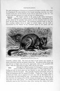 Original Old Antique Print Brush-Tailed Rat-Kangaroo Natural History 1894-95