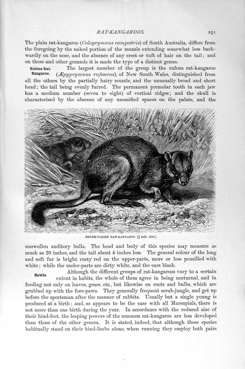 Original Old Antique Print Brush-Tailed Rat-Kangaroo Natural History 1894-95