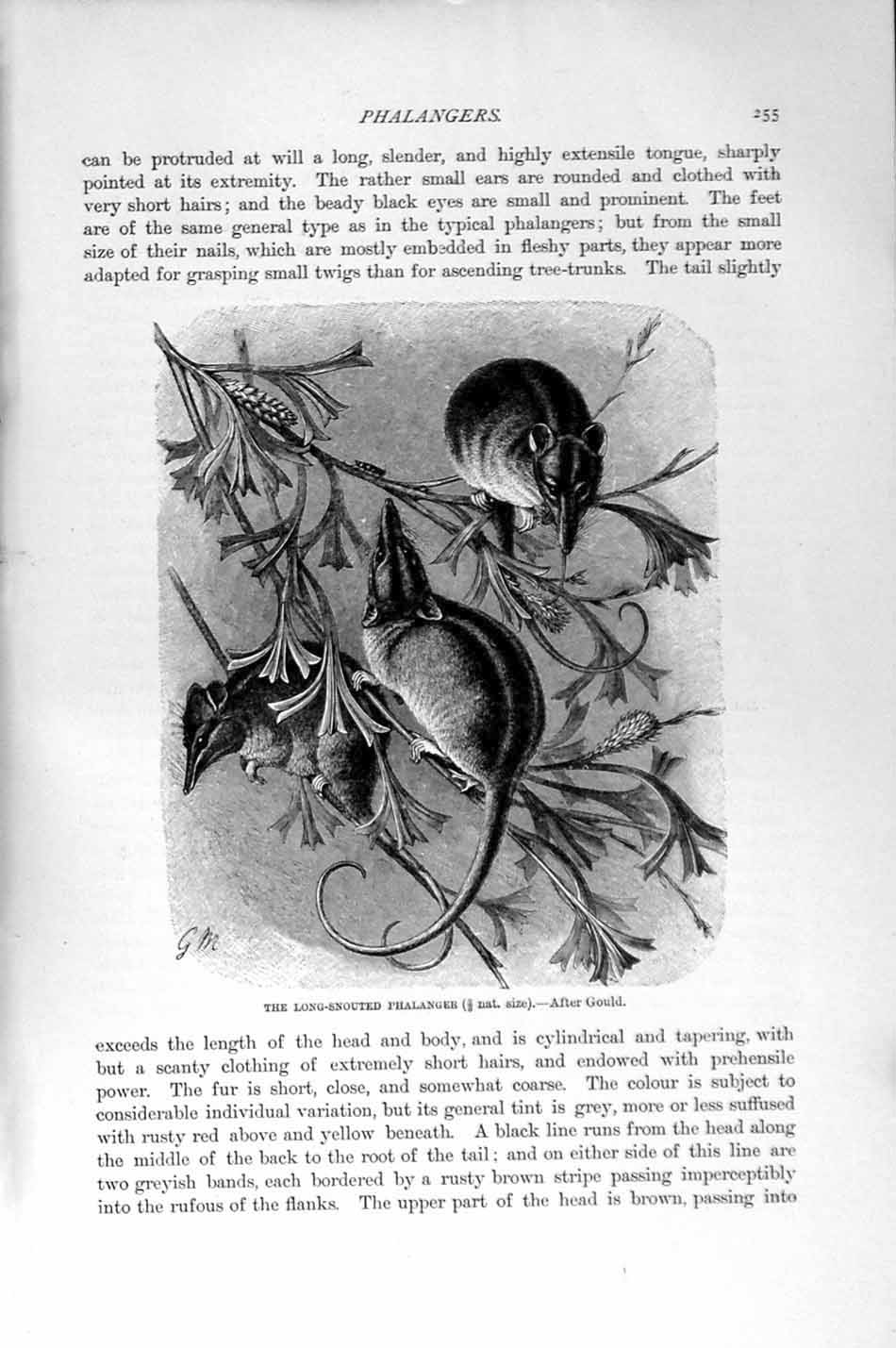 Original Old Antique Print Natural History 1894-95 Long-Snouted Phalanger 19th