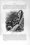 Original Old Antique Print Spotted Cuscus Natural History 1894-95 Animal 19th