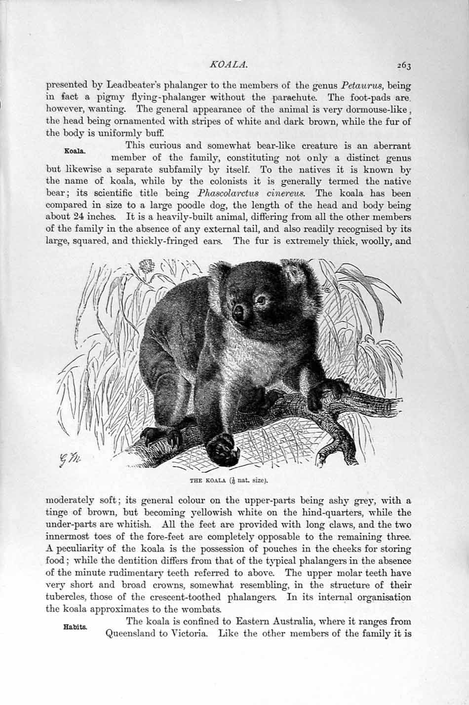 Old Antique Print Natural History 1894-95 Koala Skull Extinct Phalanger 19th