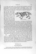 Original Old Antique Print Natural History 1894-95 Tasmanian Wombat Hairy-Nosed