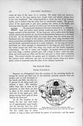 Original Old Antique Print Natural History 1894-95 Skull Tasmanian Devil Mammal