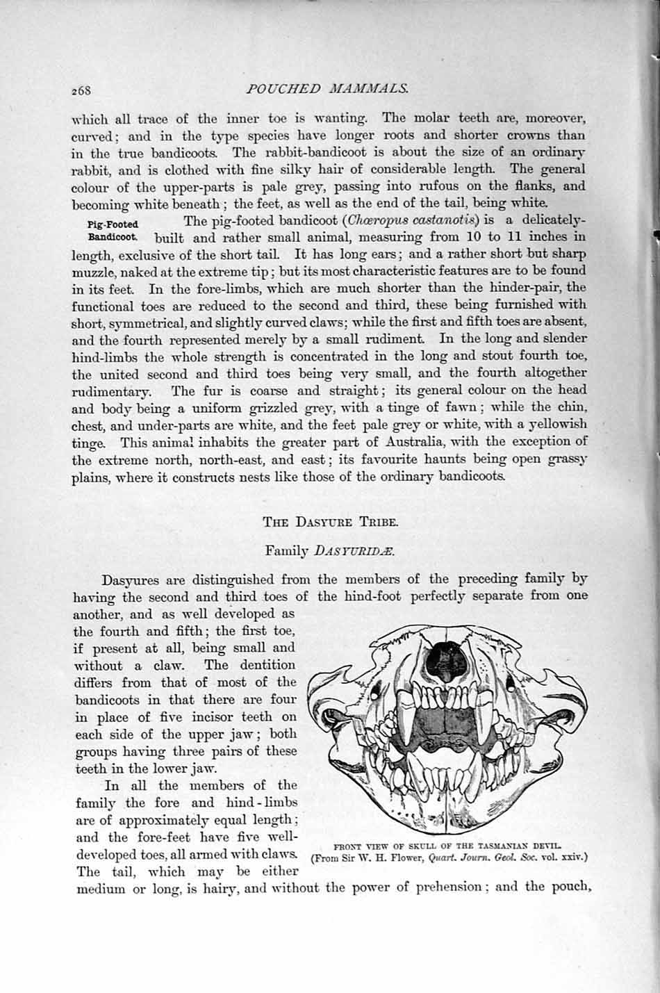 Original Old Antique Print Natural History 1894-95 Skull Tasmanian Devil Mammal