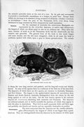 Old Antique Print Natural History 1894-95 Tasmanian Devil Dasyure Mammal 19th
