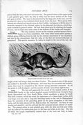 Old Antique Print Natural History 1894-95 Brush-Tailed Phascologale Mouse 19th