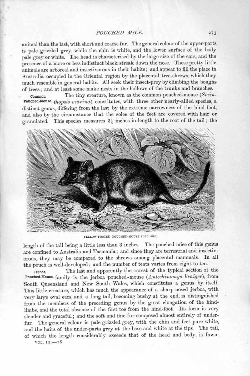 Old Antique Print Natural History 1894-95 Brush-Tailed Phascologale Mouse 19th