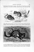 Original Old Antique Print Natural History 1894-95 Jerboa Anteater Mouse Mole