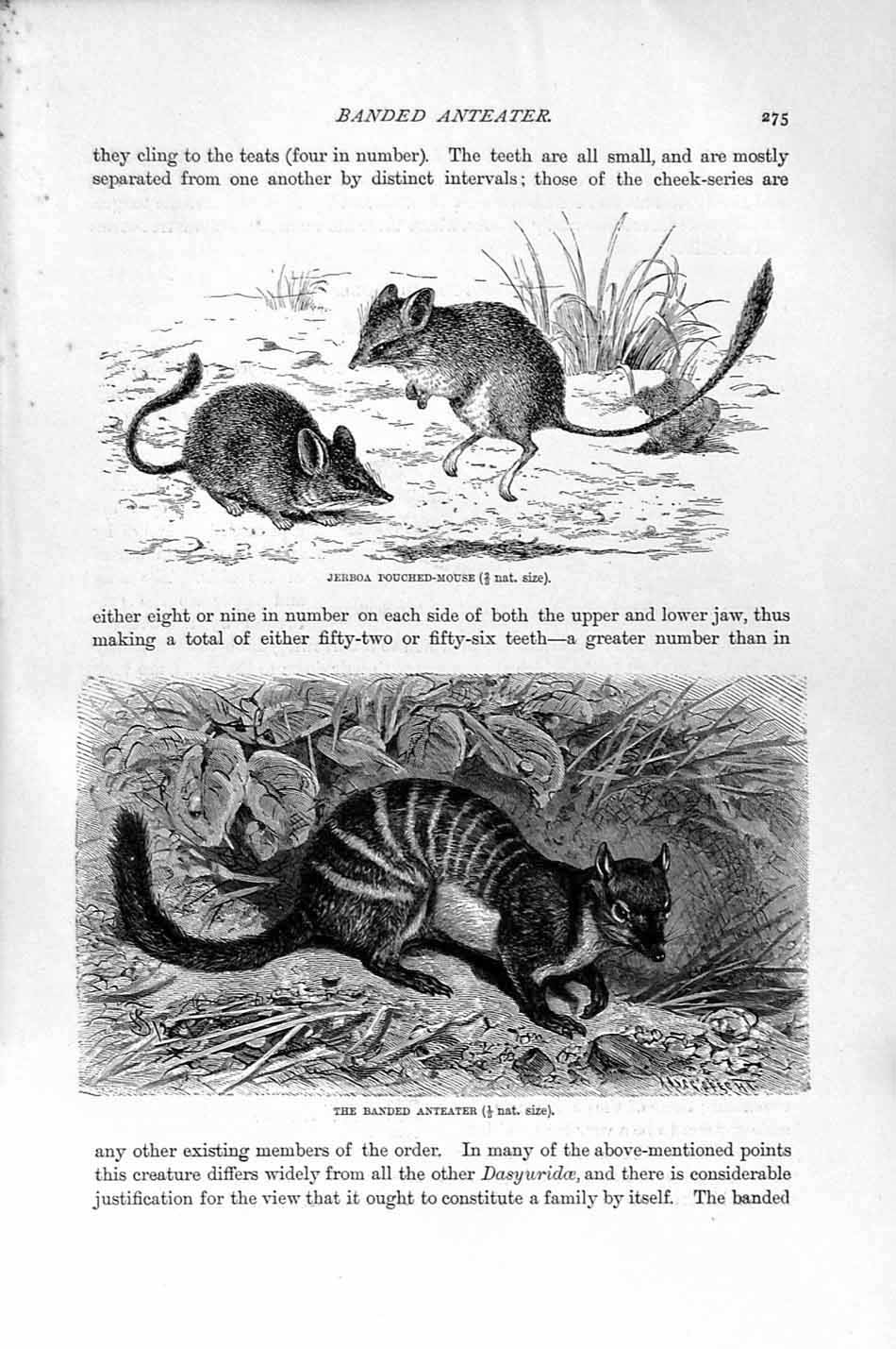 Original Old Antique Print Natural History 1894-95 Jerboa Anteater Mouse Mole