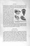 Original Old Antique Print Natural History 1894-95 Common Opossum Skull Mole
