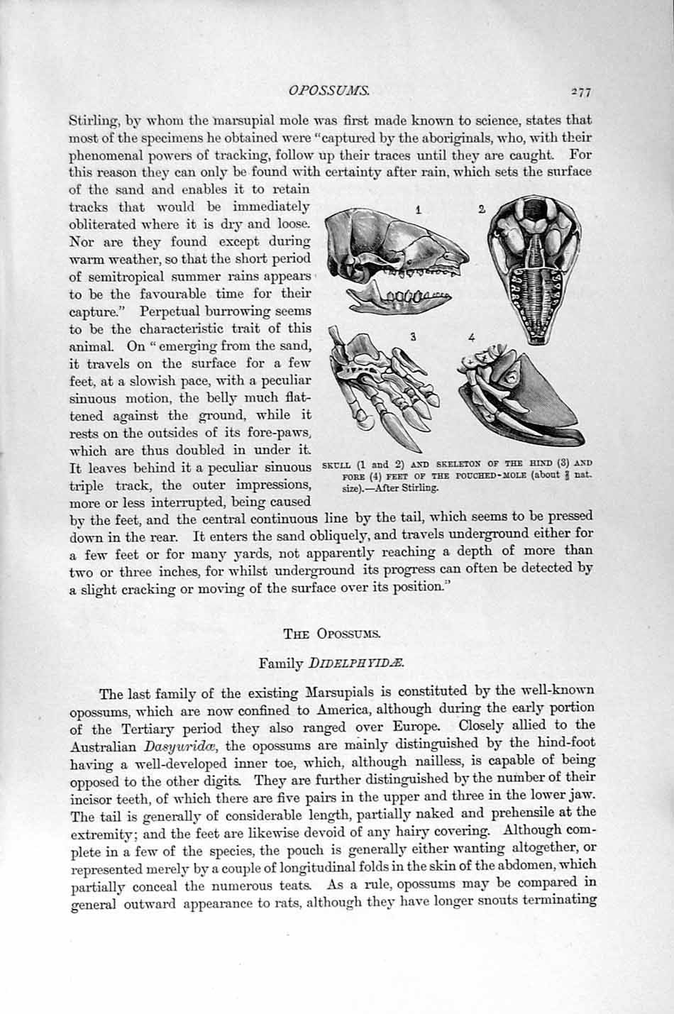 Original Old Antique Print Natural History 1894-95 Common Opossum Skull Mole