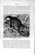 Original Old Antique Print Natural History 1894-95 Philander Opossum Animal