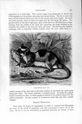 Original Old Antique Print Natural History 1894-95 Water Opossum Triconodon Jaw