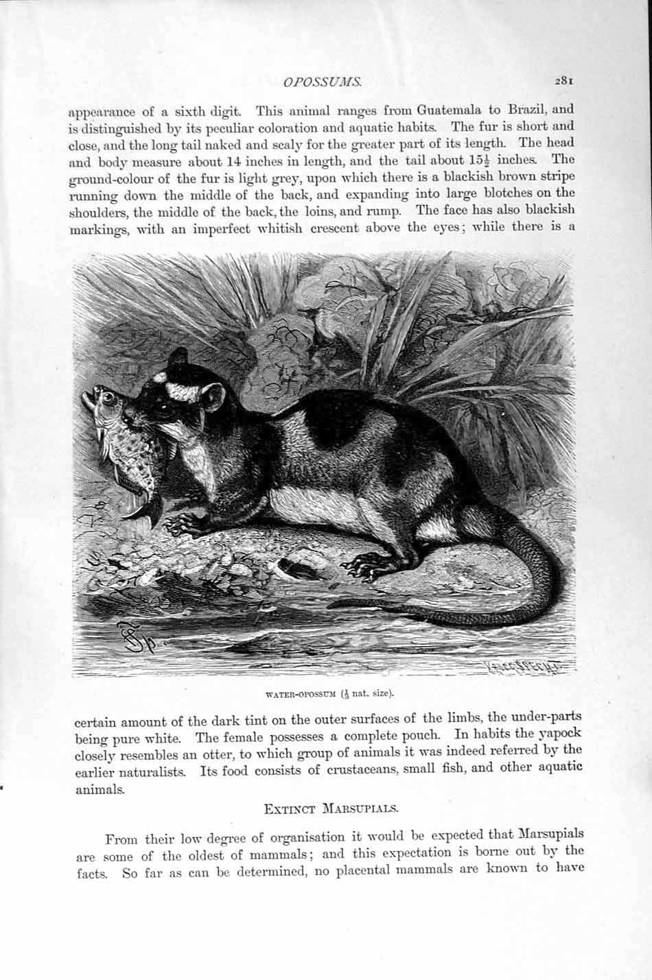Original Old Antique Print Natural History 1894-95 Water Opossum Triconodon Jaw