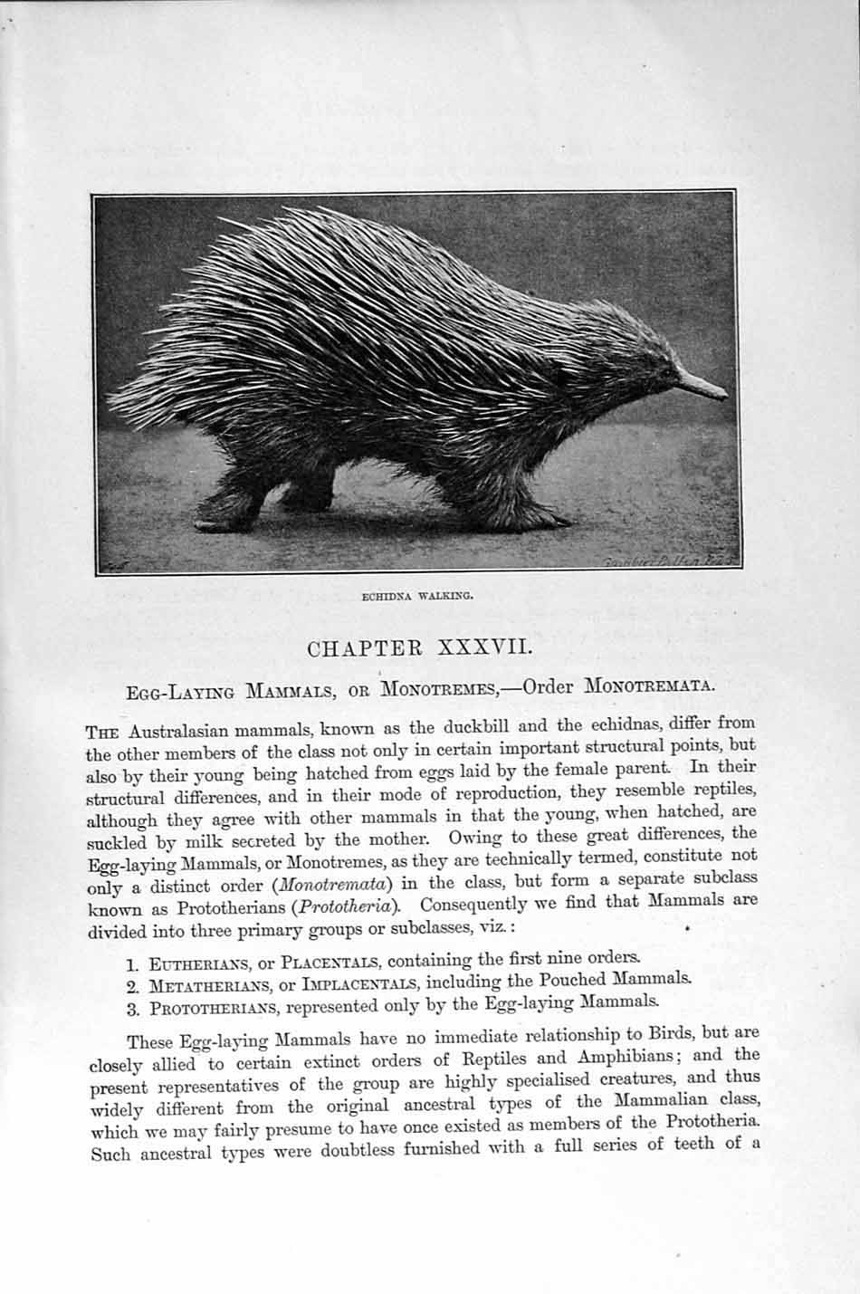 Original Old Antique Print Natural History 1894-95 Echidna Duckbill Skeleton