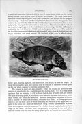 Original Old Antique Print Natural History 1894-95 Duckbill Animal Victorian