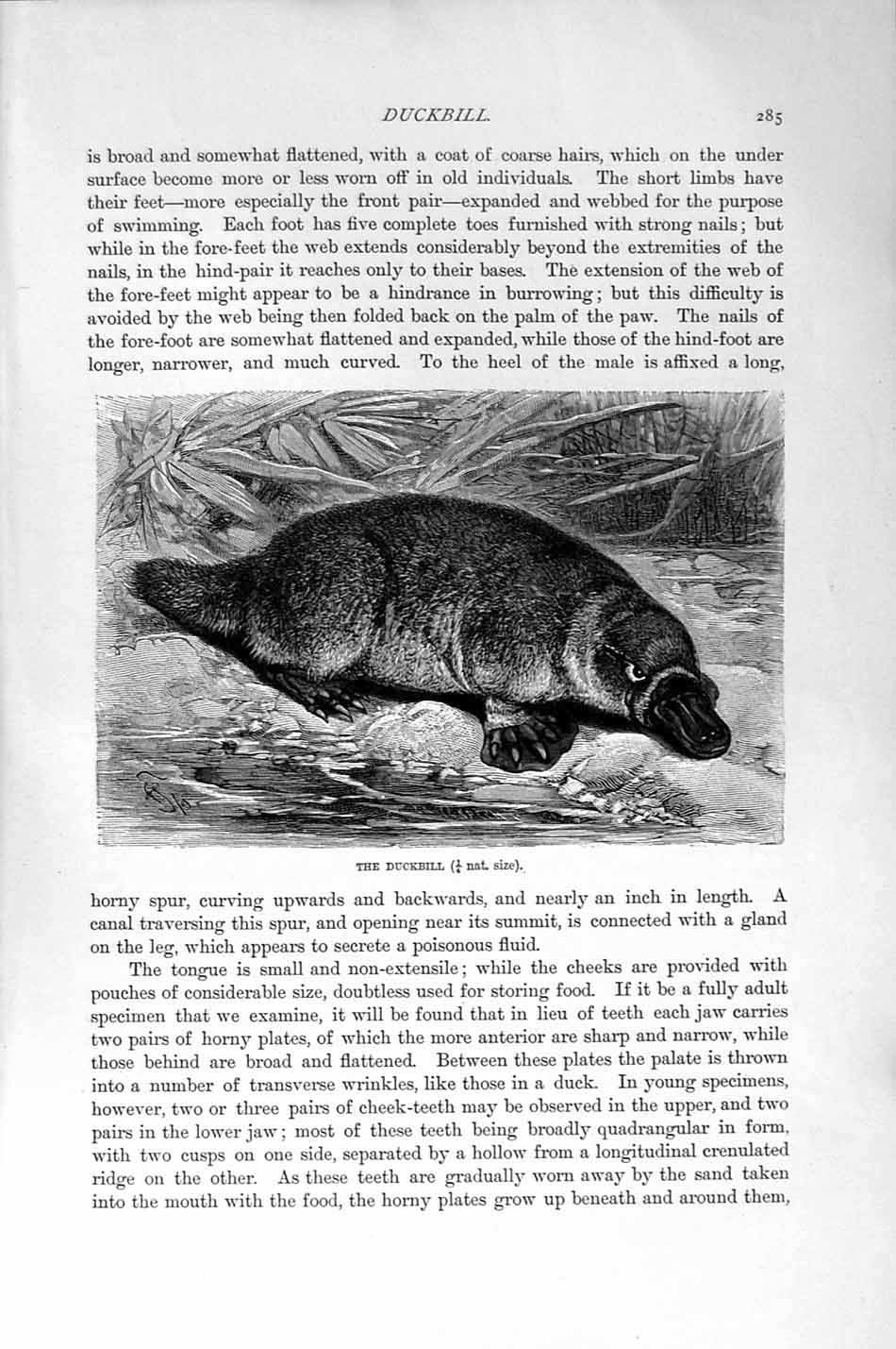 Original Old Antique Print Natural History 1894-95 Duckbill Animal Victorian
