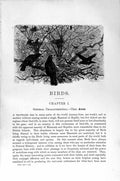 Original Old Antique Print Natural History 1894-95 Bird Aves Pelvis Kiwi 19th
